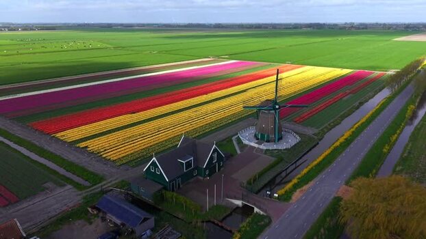 Aerial view of De Nachtegaal windmill and tulip fields Netherlands.