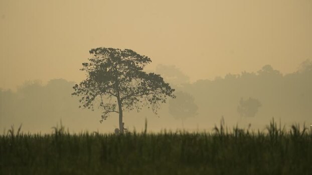 View of a lone tree in a misty field Bangladesh. View of a lone tree in a misty field Bangladesh.