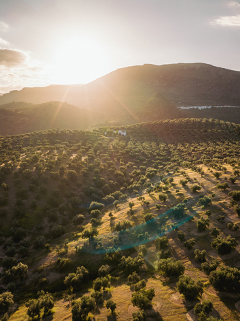Aerial view of Hacienda El Tarajal Boutique BB nestled in a vast olive grove on rolling hills during golden hour in El Tarajal Andalucia Spain. Aerial view of Hacienda El Tarajal Boutique BB nestled in a vast olive grove on rolling hills during golden hour in El Tarajal Andalucia Spain.