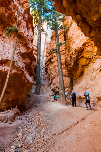View of hikers walking through a narrow canyon with towering orange rock walls and pine trees in Bryce Canyon National Park Utah United States.