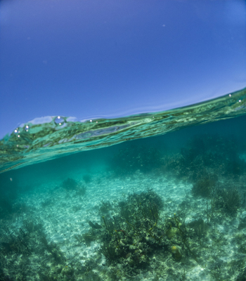 View of a split underwater shot of a vibrant coral reef under clear turquoise water and a bright blue sky in Guanaja Bay Islands Department Honduras. View of a split underwater shot of a vibrant coral reef under clear turquoise water and a bright blue sky in Guanaja Bay Islands Department Honduras.