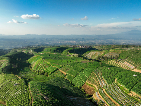 Aerial view of Tobacco Plantation with lush green terraced fields and rolling hills under a clear blue sky in Temanggung Central Java Indonesia. Aerial view of Tobacco Plantation with lush green terraced fields and rolling hills under a clear blue sky in Temanggung Central Java Indonesia.