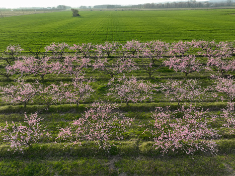 Aerial view of peach trees in full pink bloom arranged in neat rows within an orchard bordered by lush green agricultural fields Borgo d Ale Piedmont Italy.