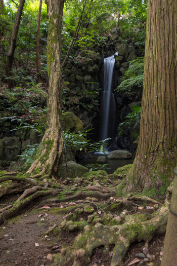 View of a delicate waterfall cascading down moss covered rocks framed by ancient trees with exposed roots in a serene forest Narita Chiba Japan. View of a delicate waterfall cascading down moss covered rocks framed by ancient trees with exposed roots in a serene forest Narita Chiba Japan.