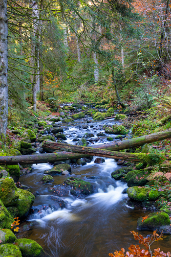 View of the Ravenna Gorge stream flowing over mossy rocks and fallen logs in a dense forest in Breitnau Baden Wurttemberg Germany. View of the Ravenna Gorge stream flowing over mossy rocks and fallen logs in a dense forest in Breitnau Baden Wurttemberg Germany.