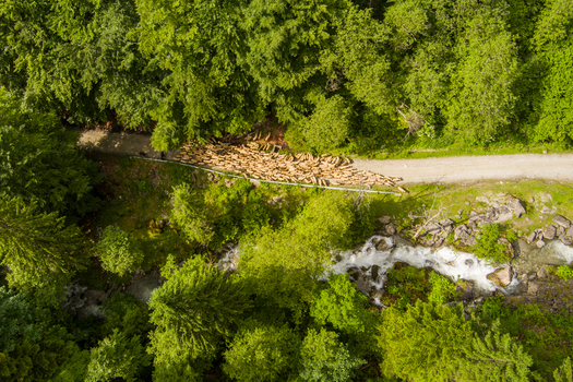 Brasov Brasov Romania 21 September 2026 Aerial view of a large flock of sheep moving along a dirt path through a dense green forest with a flowing mountain stream nearby. Brasov Brasov Romania 21 September 2026 Aerial view of a large flock of sheep moving along a dirt path through a dense green forest with a flowing mountain stream nearby.