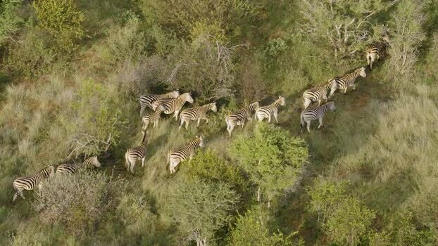 Aerial view of zebras walking in the savanna South Africa.