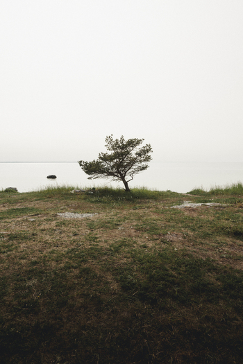 Saxby Laane maakond Estonia 01 June 2025 View of a lone tree standing on the grassy coast of Saxby rannik overlooking the calm sea under a misty sky.