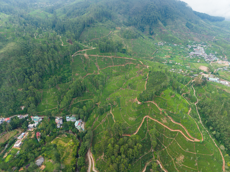 Aerial view of lush green tea plantations covering rolling hills with winding dirt paths and a small village nestled in the valley Nallathanniya Central Province Sri Lanka. Aerial view of lush green tea plantations covering rolling hills with winding dirt paths and a small village nestled in the valley Nallathanniya Central Province Sri Lanka.