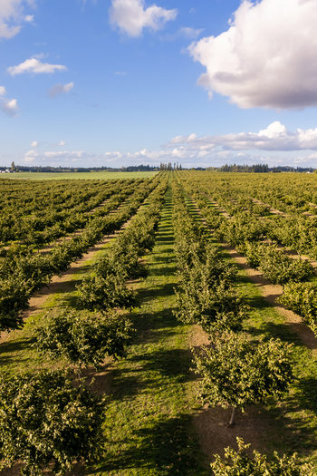Aerial view of a lush hazelnut farm with rows of trees stretching across the landscape under a blue sky with scattered clouds in Woodburn Oregon United States. Aerial view of a lush hazelnut farm with rows of trees stretching across the landscape under a blue sky with scattered clouds in Woodburn Oregon United States.