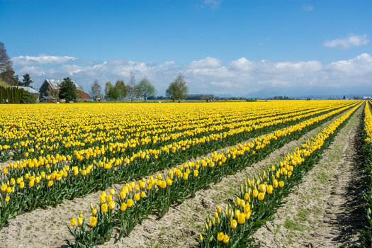 View of vibrant yellow tulip fields stretching across the landscape under a clear blue sky in La Conner Washington United States.