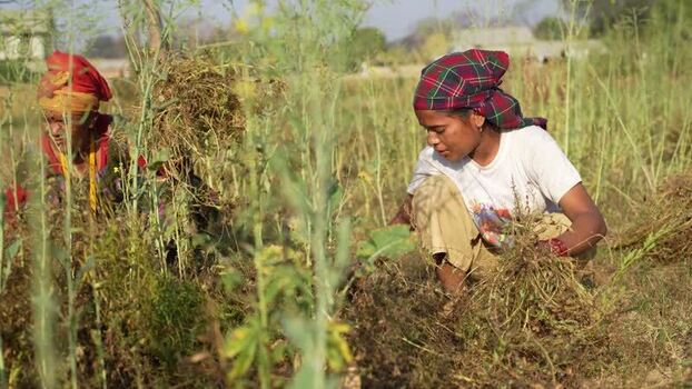 View of women working in a field in Dang Nepal.