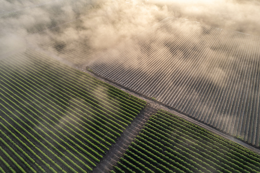 Aerial view of neat rows of green crops and plastic covered agricultural fields partially obscured by thick morning fog and golden sunlight in Alderton Washington United States. Aerial view of neat rows of green crops and plastic covered agricultural fields partially obscured by thick morning fog and golden sunlight in Alderton Washington United States.