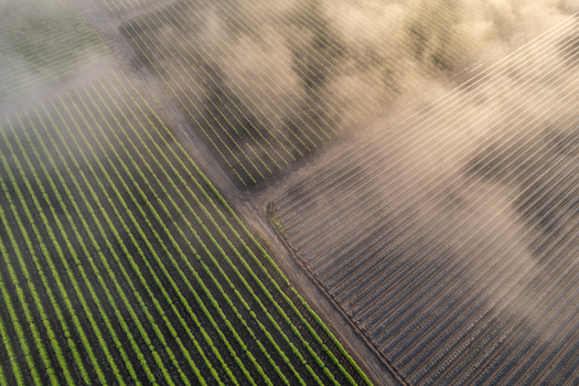 Aerial view of rows of green crops and plastic covered fields partially obscured by morning mist in golden light Alderton Washington United States. Aerial view of rows of green crops and plastic covered fields partially obscured by morning mist in golden light Alderton Washington United States.