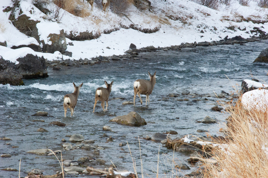 View of three deer wading across a shallow rocky river in a snowy winter landscape at Yellowstone National Park United States.