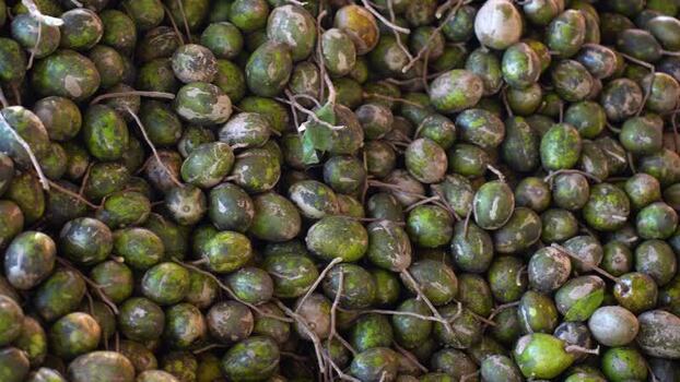 View of a pile of fresh green hog plums in Jhalakathi Bangladesh. View of a pile of fresh green hog plums in Jhalakathi Bangladesh.