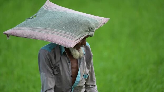 View of a farmer with a sack on his head in a field Bangladesh. View of a farmer with a sack on his head in a field Bangladesh.