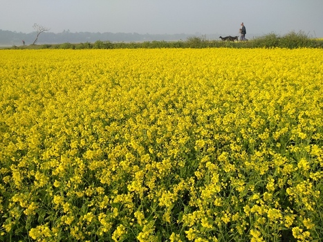 Kushtia Khulna Division Bangladesh 13 January 2020 View of a vibrant field of yellow mustard flowers with a person walking in the background under a clear sky. Kushtia Khulna Division Bangladesh 13 January 2020 View of a vibrant field of yellow mustard flowers with a person walking in the background under a clear sky.