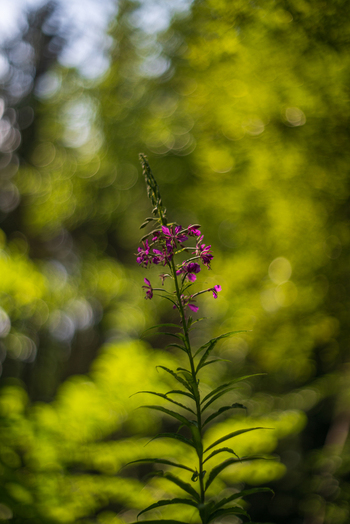 View of a vibrant purple Rosebay Willowherb flower blooming in the lush woodland of Deer Park Looe Cornwall United Kingdom. View of a vibrant purple Rosebay Willowherb flower blooming in the lush woodland of Deer Park Looe Cornwall United Kingdom.