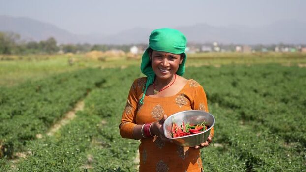 View of a woman harvesting red chili peppers in a field Nepal.