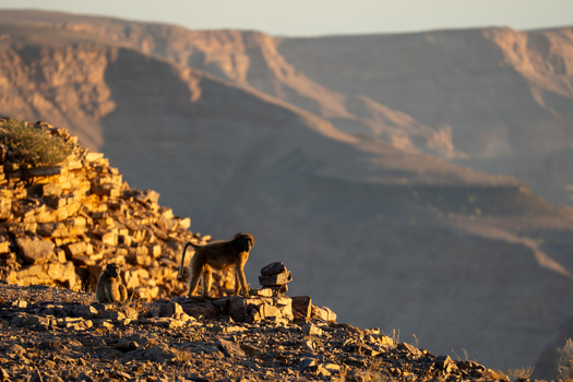 View of baboons perched on rocky terrain bathed in the warm glow of the setting sun with distant mountains casting long shadows Keetmanshoop Karas Region Namibia.
