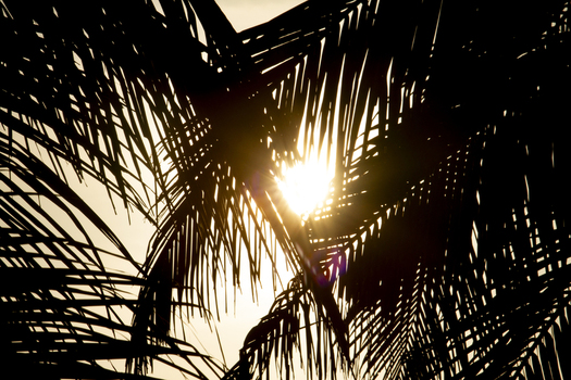 View of the silhouette of palm tree fronds with the sun shining through at Tiwi Beach Tiwi Wilaya ya Kwale Kenya. View of the silhouette of palm tree fronds with the sun shining through at Tiwi Beach Tiwi Wilaya ya Kwale Kenya.