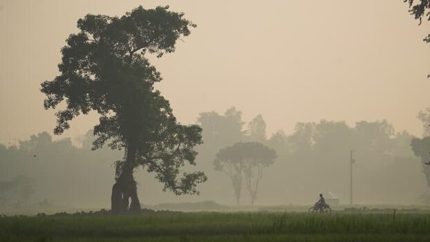 View of a large tree in a misty field Bangladesh.