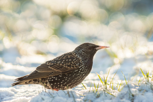 View of a common starling standing on a snow covered field with soft sunlight and bokeh background in Debrzno Pomeranian Voivodeship Poland. View of a common starling standing on a snow covered field with soft sunlight and bokeh background in Debrzno Pomeranian Voivodeship Poland.