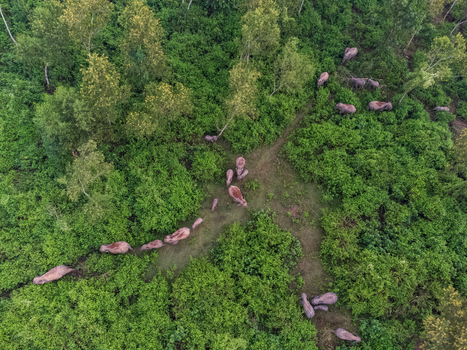 Aerial view of elephants traversing through the dense green forest their forms a stark contrast against the verdant canopy Sherpur Mymensingh Division Bangladesh. Aerial view of elephants traversing through the dense green forest their forms a stark contrast against the verdant canopy Sherpur Mymensingh Division Bangladesh.