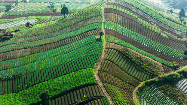 Aerial view of lush terraced agricultural fields and vegetable plantations on a rolling hillside with small farming huts Sukabumi West Java Indonesia. Aerial view of lush terraced agricultural fields and vegetable plantations on a rolling hillside with small farming huts Sukabumi West Java Indonesia.