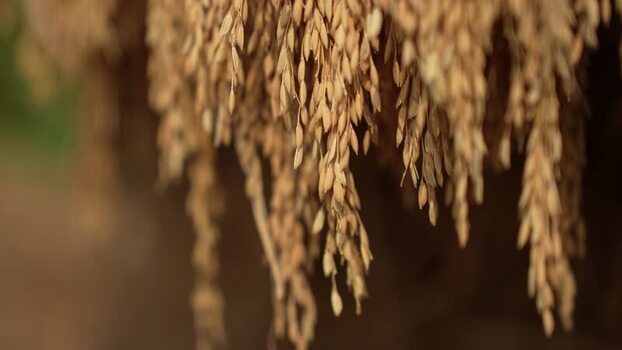 View of harvested rice stalks hanging to dry India. View of harvested rice stalks hanging to dry India.
