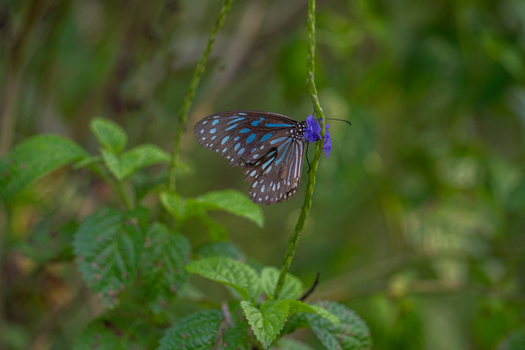 View of a blue spotted butterfly perched on a purple flower stem amidst lush green foliage in Vietnam. View of a blue spotted butterfly perched on a purple flower stem amidst lush green foliage in Vietnam.