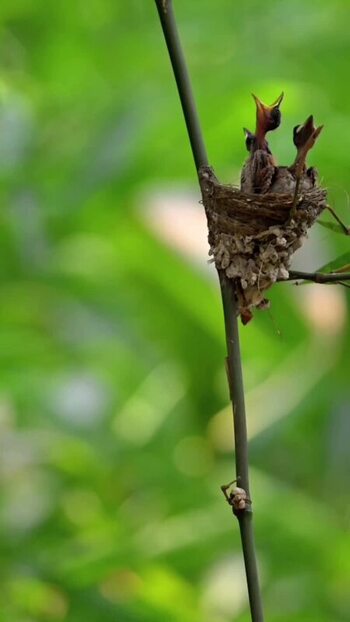 View of a bird feeding chicks in a nest India.