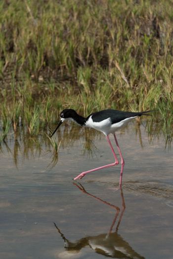 View of a black necked stilt wading in shallow water with its reflection visible on the surface surrounded by marshy grasses in Maui Maui County Hawaii United States.