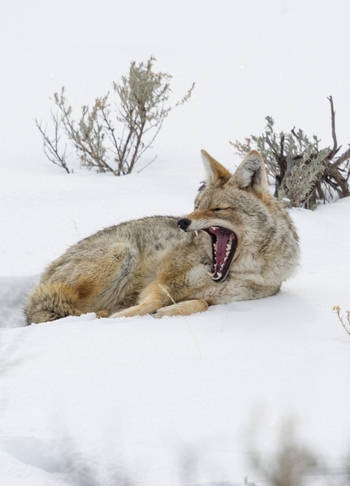 View of a coyote yawning while resting in the snow at Yellowstone National Park United States.