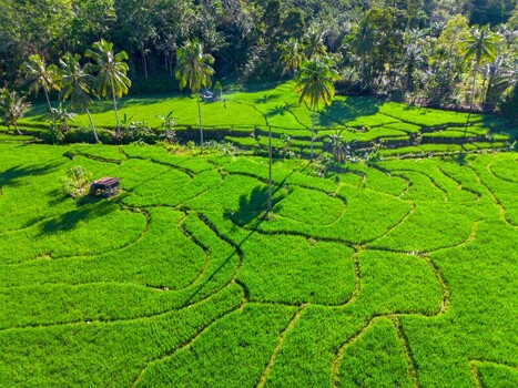 Aerial view of terraced rice fields of Taba Tembilang with palm trees and small wooden huts under bright sunlight Arga Makmur Bengkulu Indonesia. Aerial view of terraced rice fields of Taba Tembilang with palm trees and small wooden huts under bright sunlight Arga Makmur Bengkulu Indonesia.