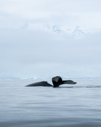 View of a whale tail and back emerging from the calm ocean water with misty snow covered mountains in the background Antarctica.
