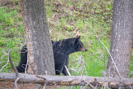 View of a black bear walking through the forest in Yellowstone National Park United States. View of a black bear walking through the forest in Yellowstone National Park United States.