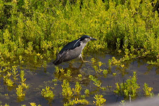 View of a black crowned night heron wading through shallow water surrounded by vibrant green succulent vegetation in Maui County Hawaii United States.
