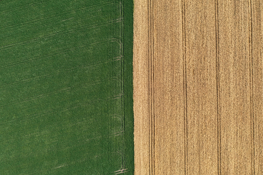 Aerial view of the contrasting green and golden fields a patchwork quilt of rural agriculture stretching far Chyhyryns kyi district Cherkasy Oblast Ukraine. Aerial view of the contrasting green and golden fields a patchwork quilt of rural agriculture stretching far Chyhyryns kyi district Cherkasy Oblast Ukraine.