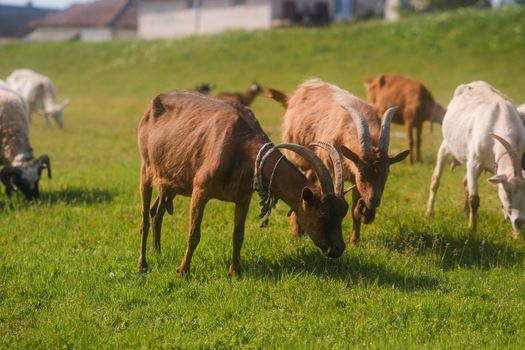 View of a herd of brown and white goats grazing on a lush green meadow under bright sunlight in Futog Vojvodina Serbia. View of a herd of brown and white goats grazing on a lush green meadow under bright sunlight in Futog Vojvodina Serbia.
