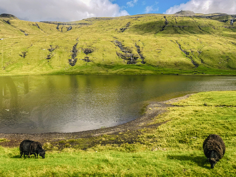 View of two black sheep grazing on a grassy shore beside a calm lake with lush green mountains in the background Faroe Islands. View of two black sheep grazing on a grassy shore beside a calm lake with lush green mountains in the background Faroe Islands.