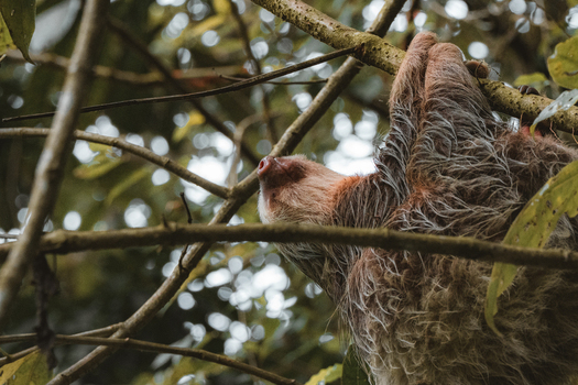 View of a sloth hanging from a tree branch in the lush rainforest of Costa Rica.