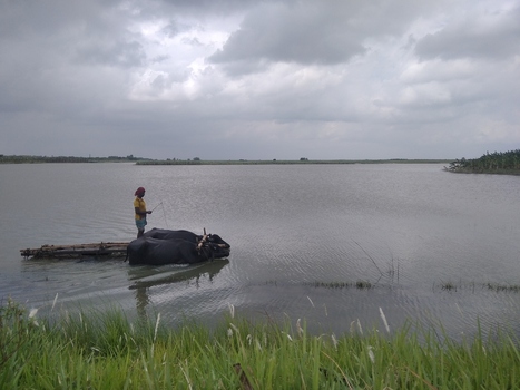 Kushtia Khulna Division Bangladesh 27 April 2020 View of a man standing on a wooden raft guiding two water buffaloes swimming through a river under a cloudy sky. Kushtia Khulna Division Bangladesh 27 April 2020 View of a man standing on a wooden raft guiding two water buffaloes swimming through a river under a cloudy sky.
