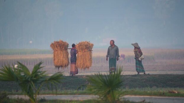 View of farmers harvesting rice in a misty field Bangladesh. View of farmers harvesting rice in a misty field Bangladesh.