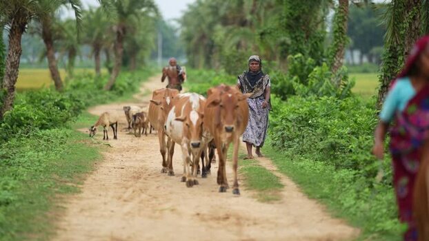 View of a woman herding cattle on a rural dirt path Bangladesh.