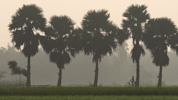 View of palm trees and a cyclist in the mist Bangladesh.