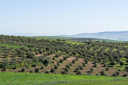 View of the olive groves surrounding the ancient ruins of Dougga Archaeological Site in the rolling hills of Teboursouk Beja Governorate Tunisia.