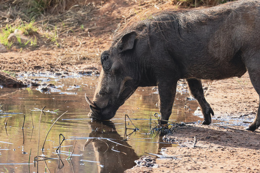 View of a warthog drinking from a small waterhole with reddish soil and dry reeds in Welgevonden Game Reserve Waterberg District Municipality Limpopo South Africa. View of a warthog drinking from a small waterhole with reddish soil and dry reeds in Welgevonden Game Reserve Waterberg District Municipality Limpopo South Africa.