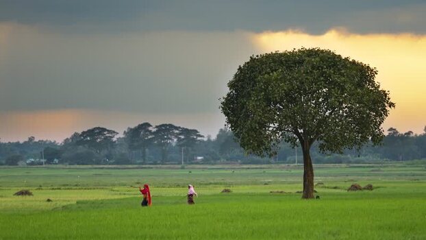 View of people walking in a green field by a large tree Bangladesh. View of people walking in a green field by a large tree Bangladesh.